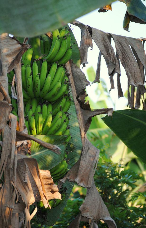 422402_10100373686710809_696925547_n