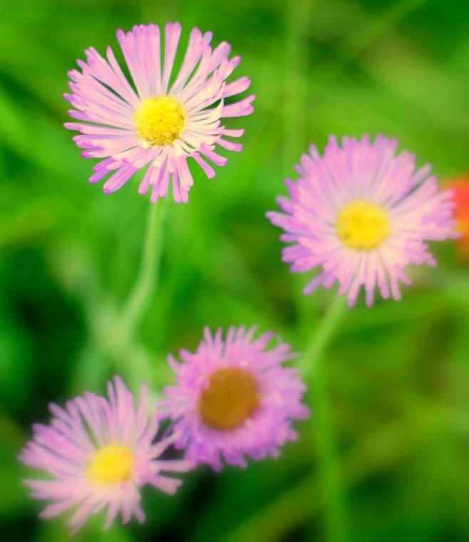 998872_10100986959552119_309716231_n