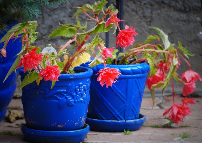 Blue pots