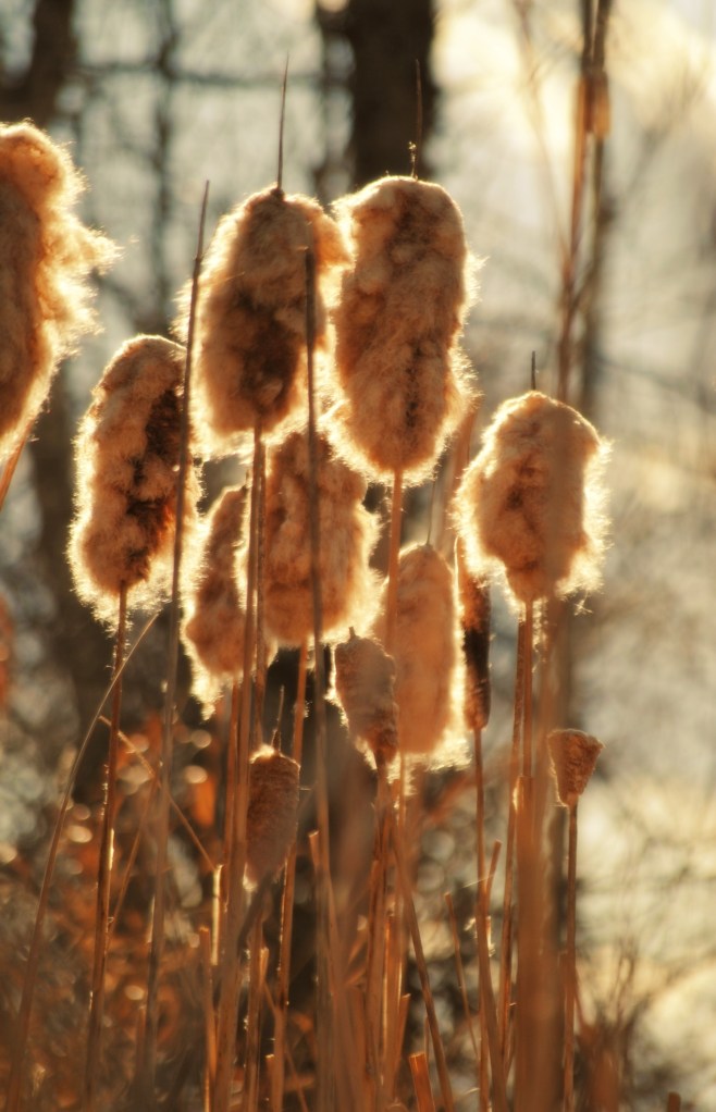 cattails - Copy